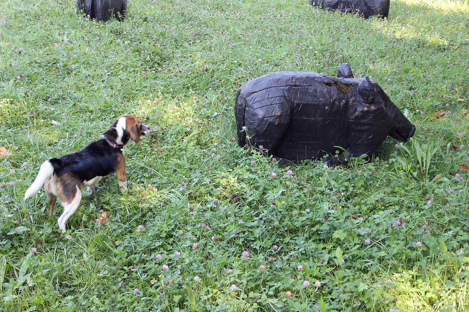 Beagle trifft "Wildschwein"