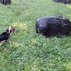 Beagle trifft "Wildschwein"