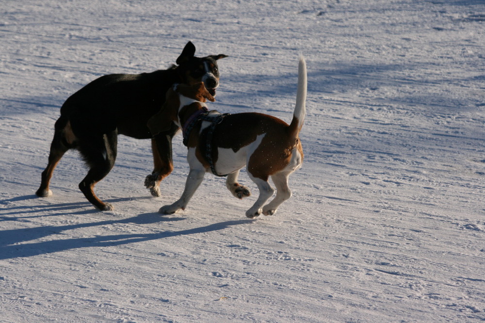 Beagle und Entlebucher beim Spiel am Eis des Weissensees