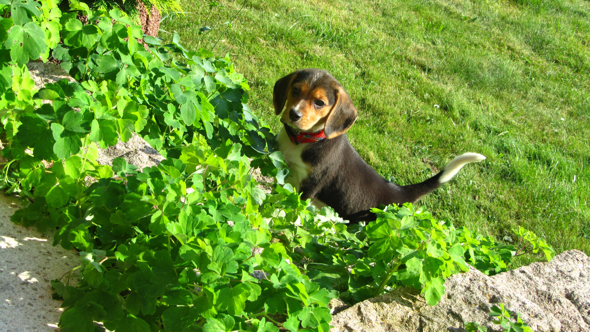 Beagle Welpe auf Entdeckungstour