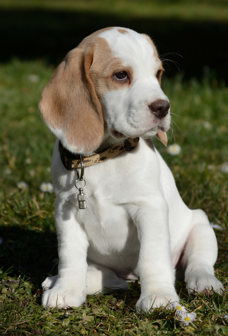 Beagle Welpe