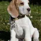 Beagle Welpe