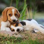 Beagle-Welpen