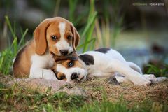 Beagle-Welpen