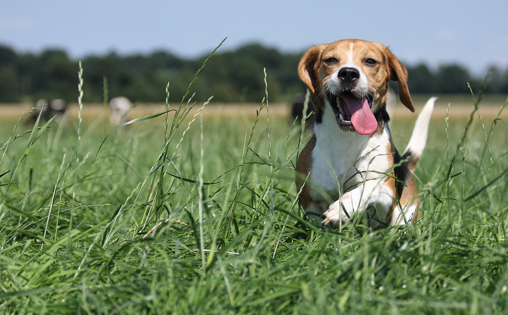 Beagle Wilma