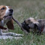 Beagle x Mops (Pug) macht..