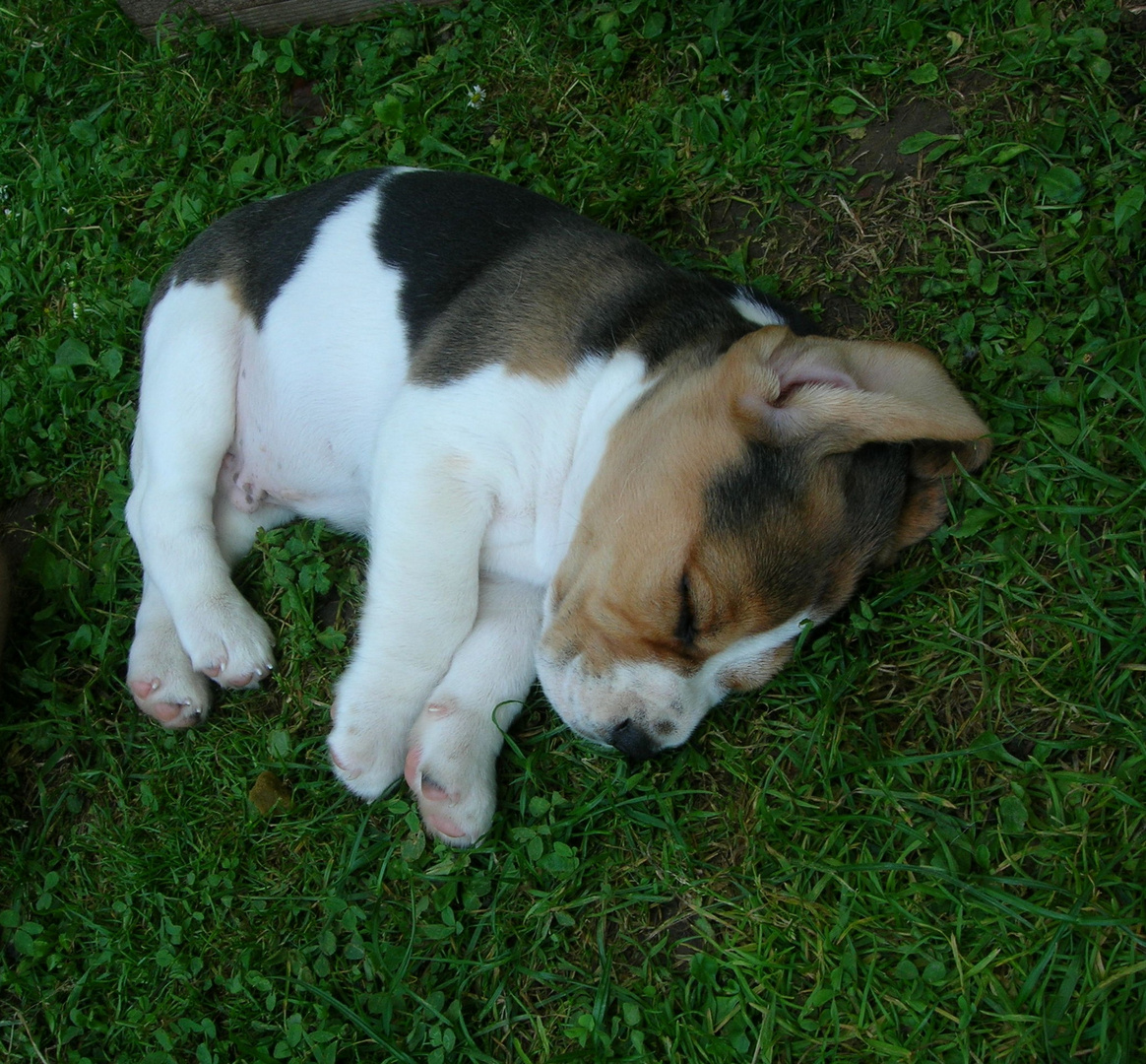 Beaglebaby 2007