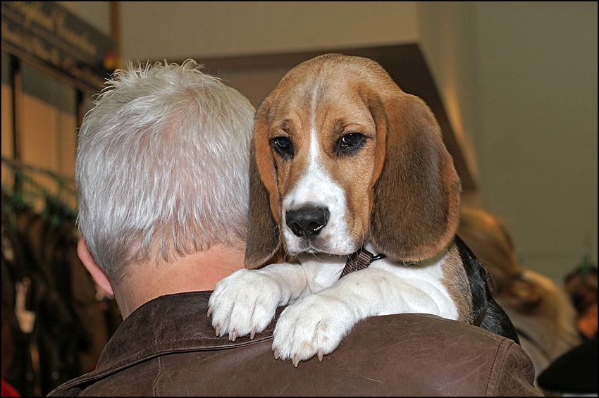 ~ Beagleblick ~