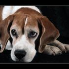 Beagleblick