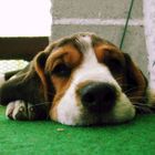 beagle_bogus