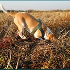 Beaglechen im Buddelwahn