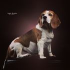 Beagledame Nici