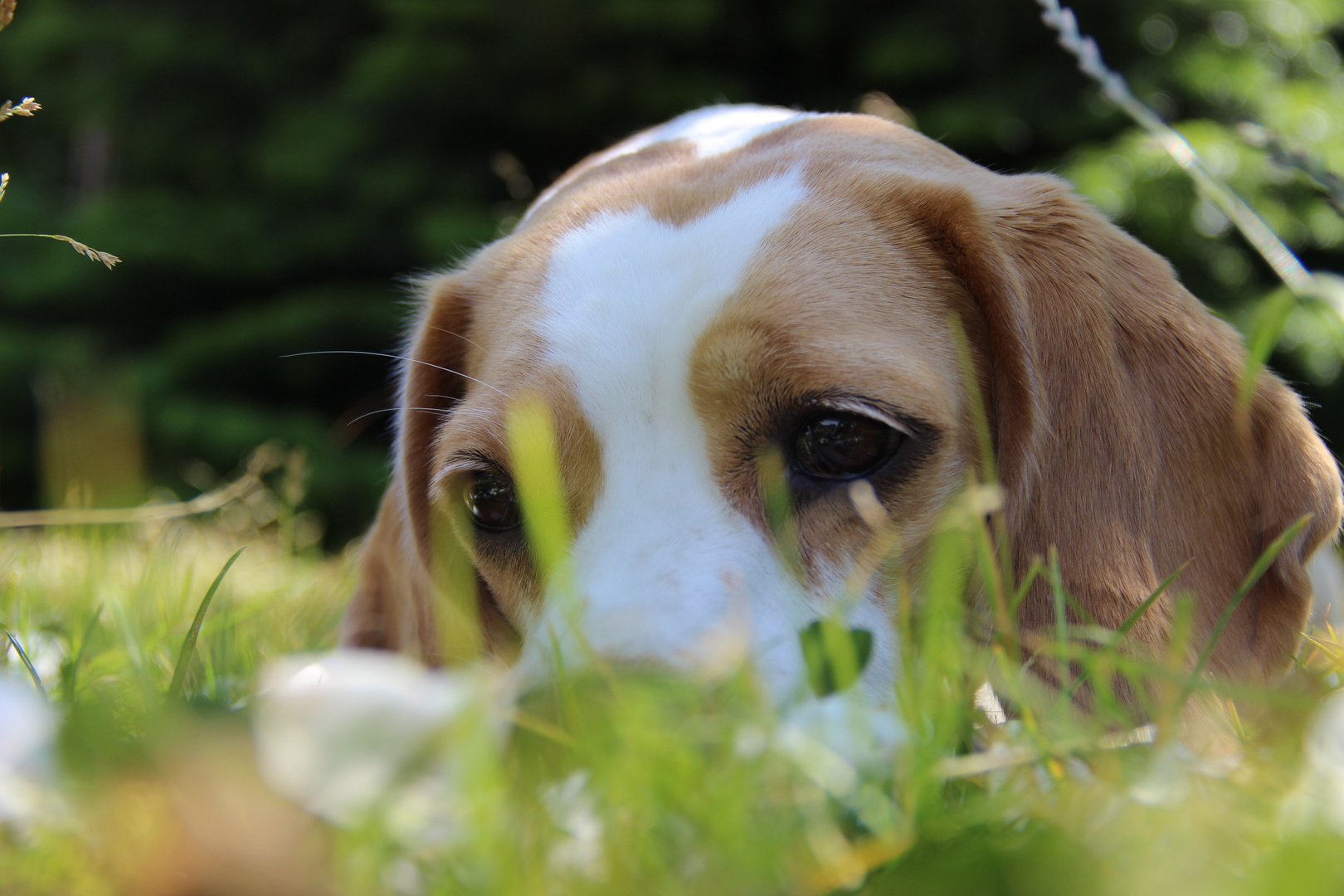 Beagle_female_bicolor