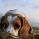 Beagle_female_bicolor