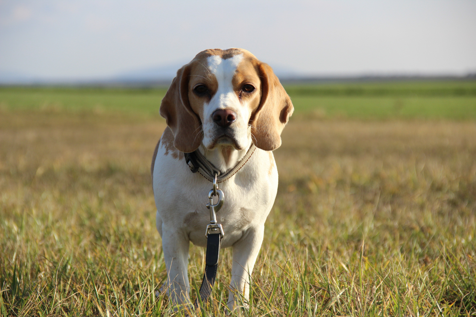 Beagle_female_bicolor