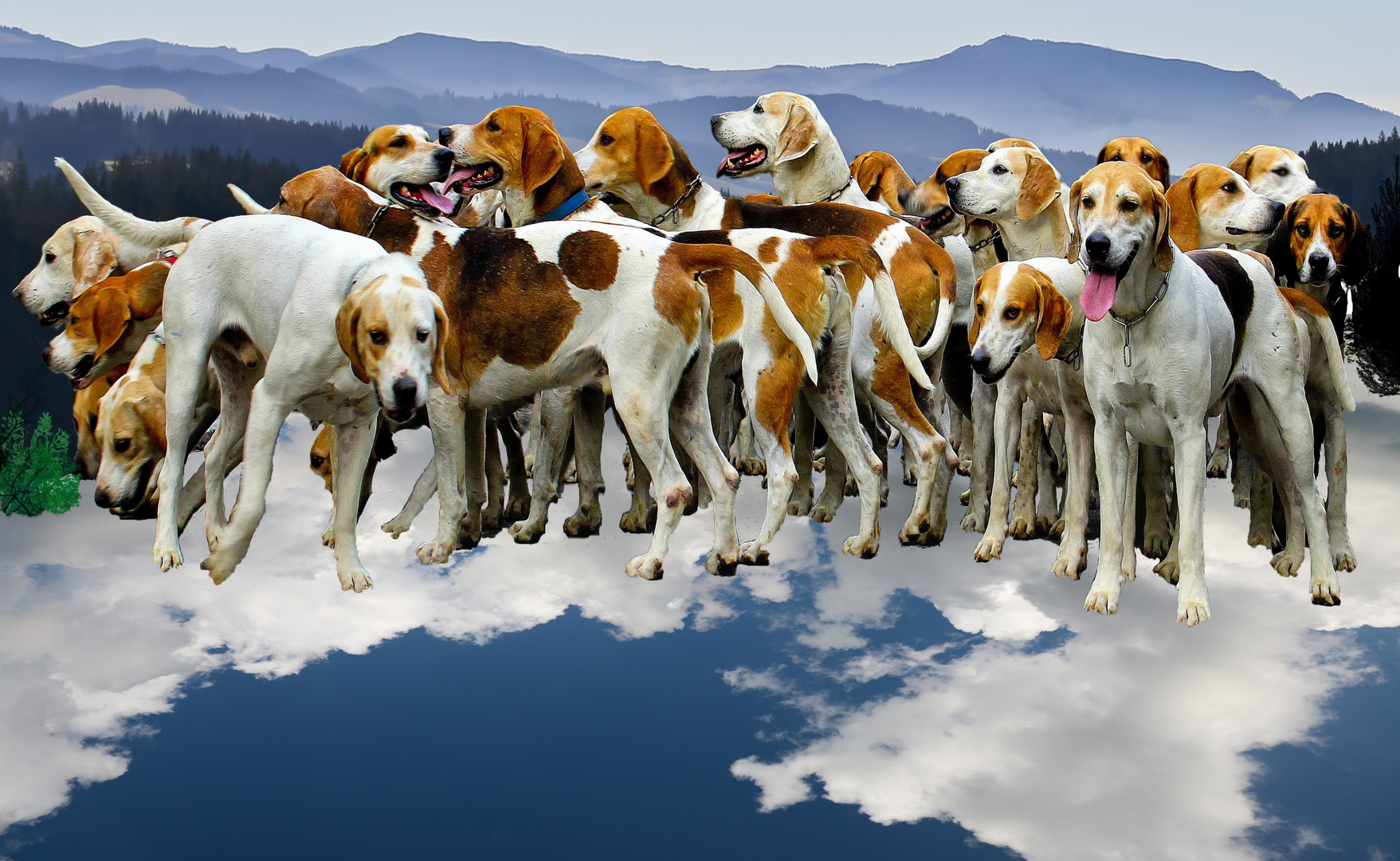 Beagles 