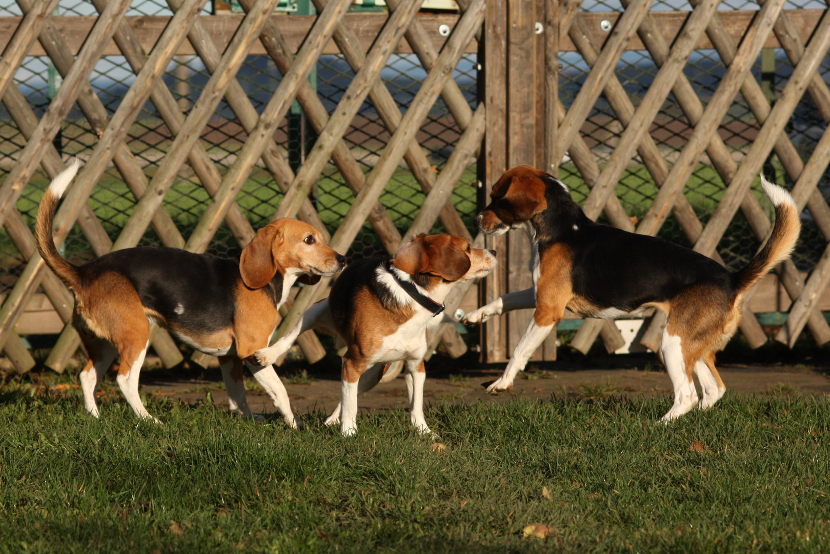 Beagletreffen in Butzbach