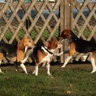 Beagletreffen in Butzbach