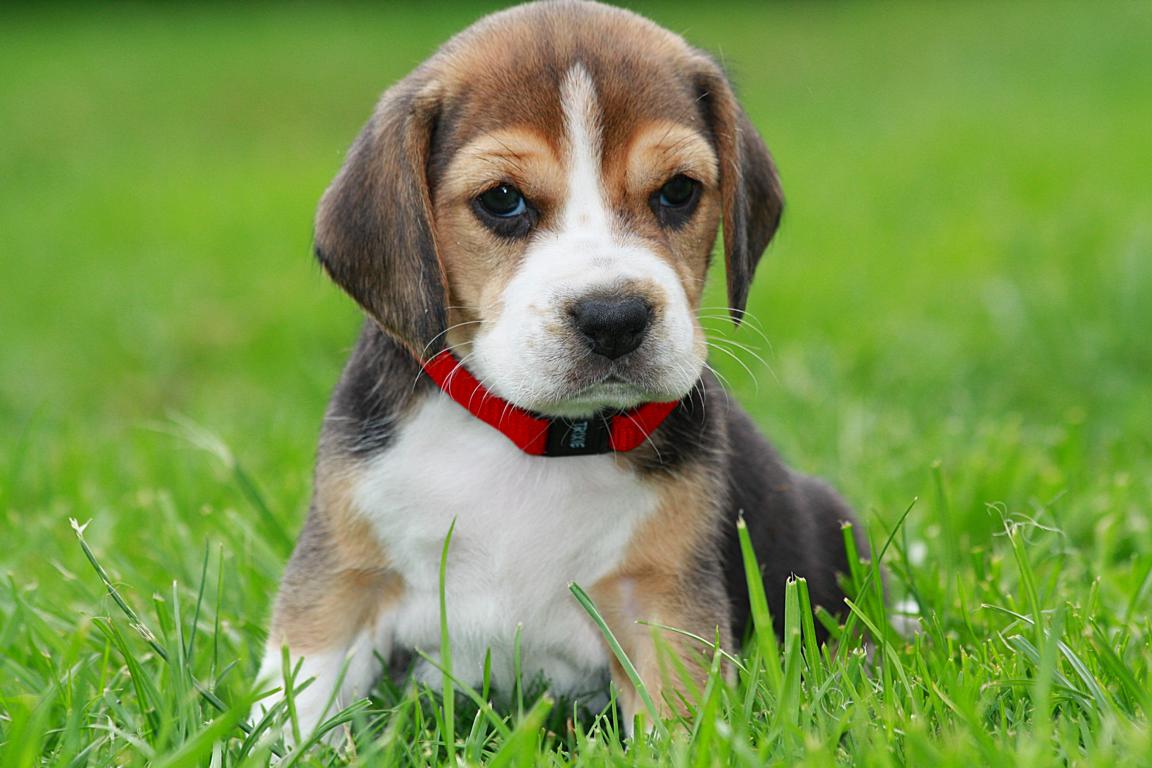 Beaglewelpe Foto & Bild | tiere, haustiere, hunde Bilder ...