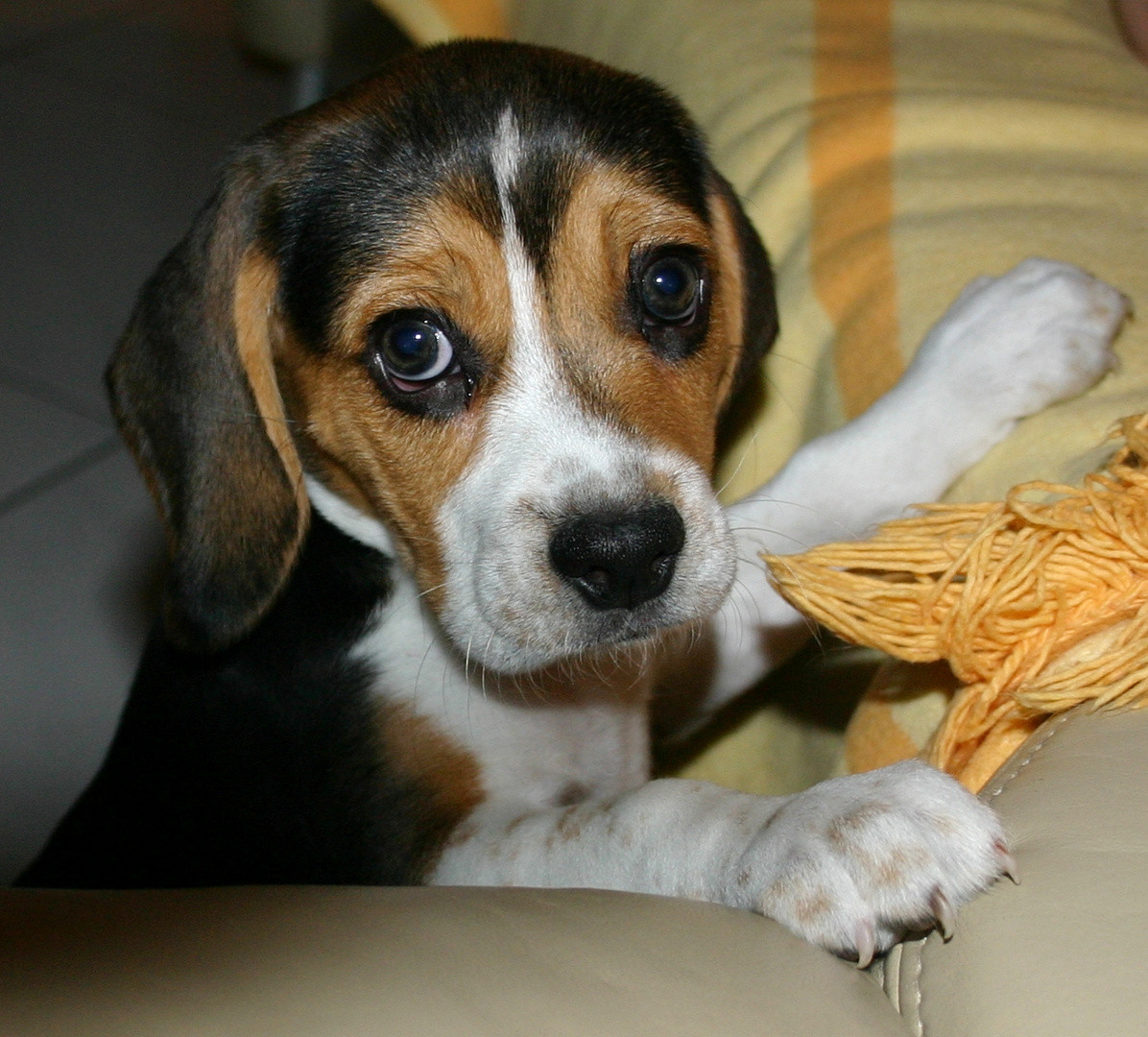 Beaglewelpe möchte hoch hinaus