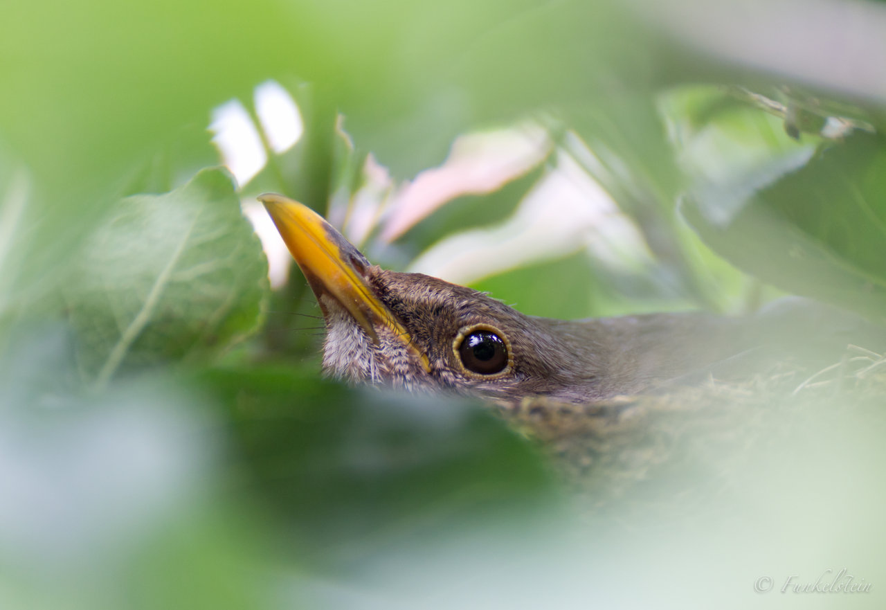 Beak-Peekin