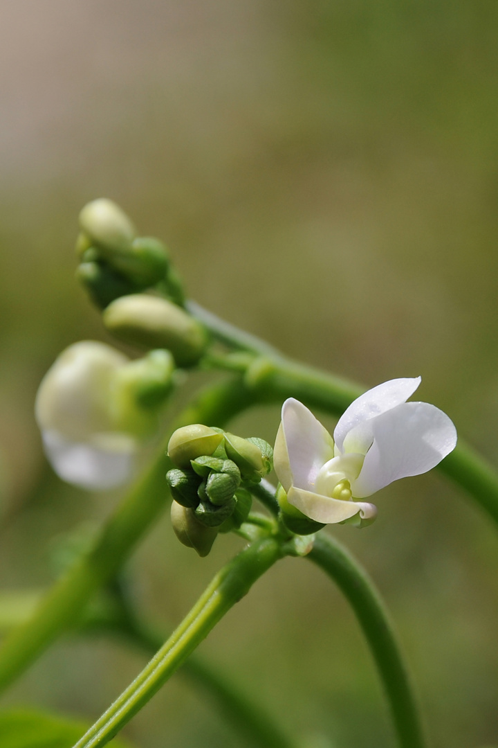 bean flower