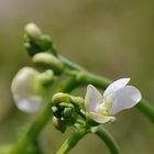 bean flower