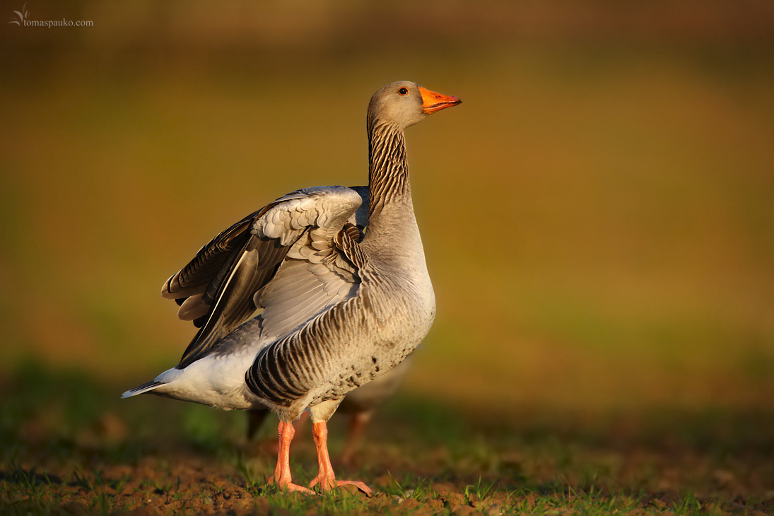 Bean goose