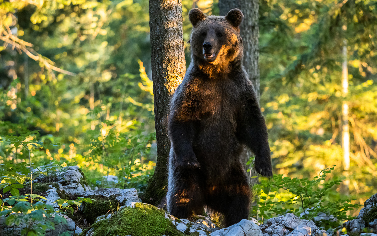 Bear Alert