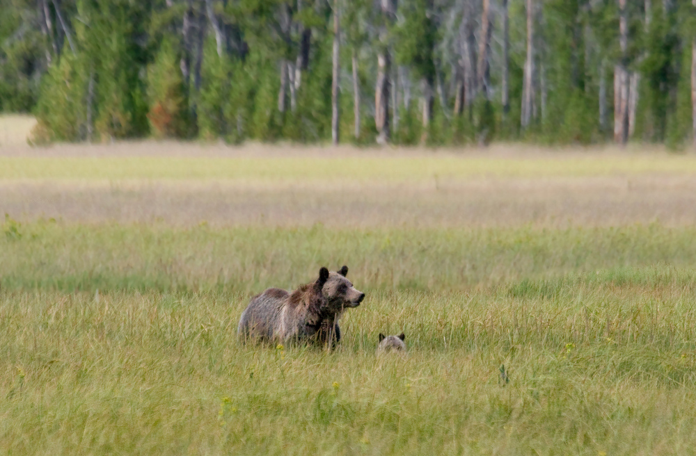 Bear and Cub