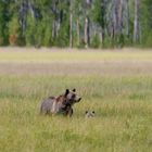 Bear and Cub