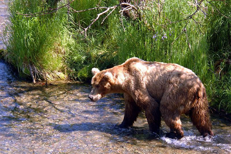 Bear at Island in the Stream