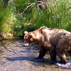 Bear at Island in the Stream