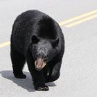 Bear Crossing