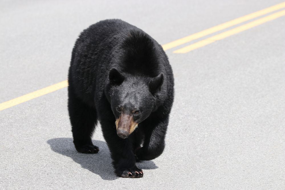 Bear Crossing