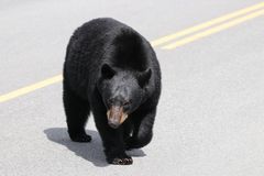 Bear Crossing