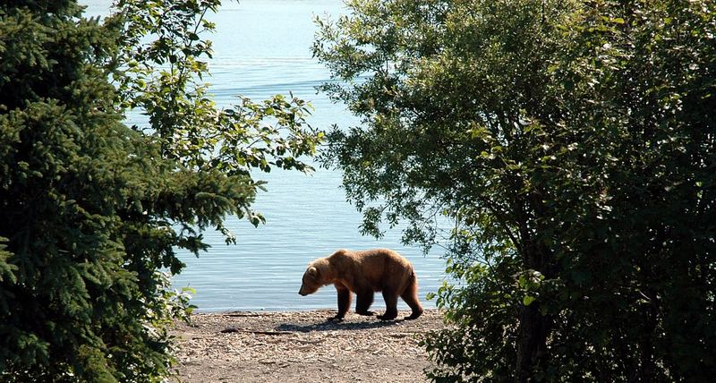 Bear Crossing