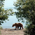 Bear Crossing