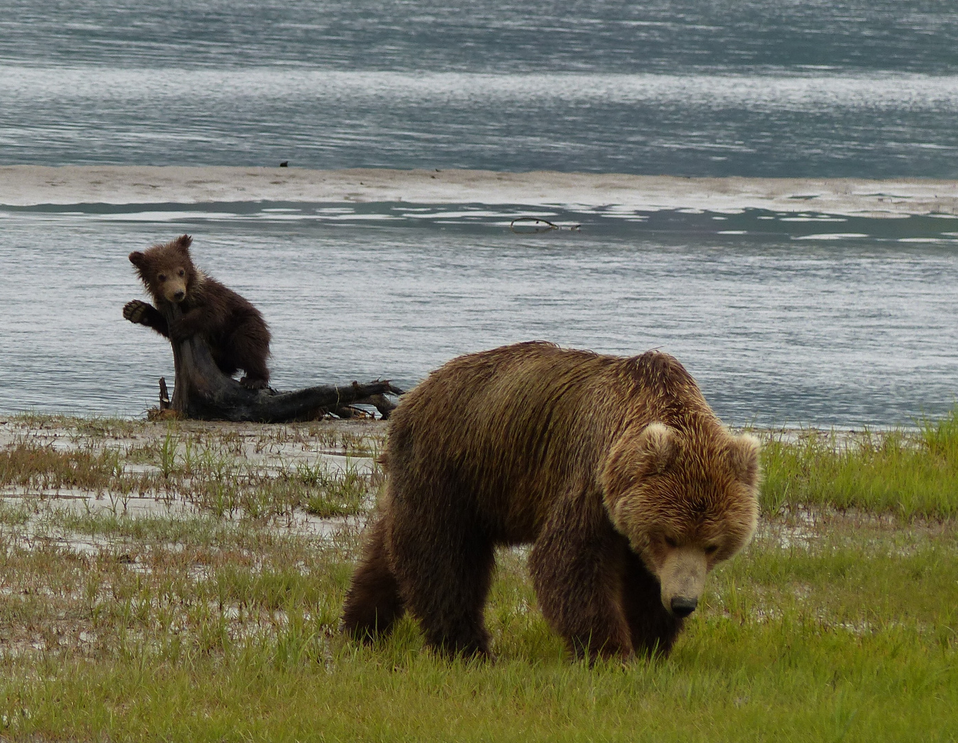 Bear Cub