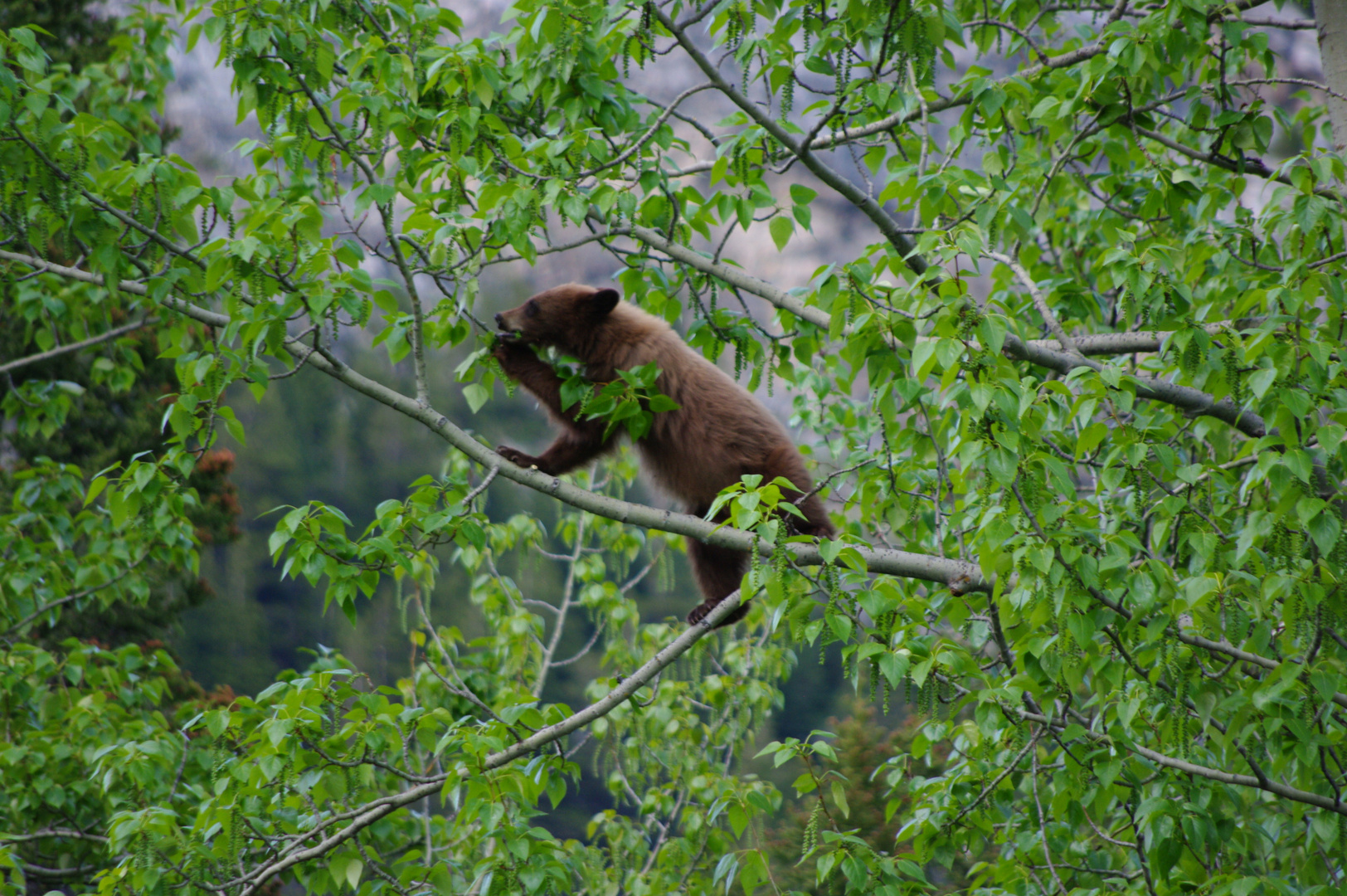 Bear cub in the tree