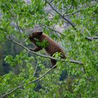 Bear cub in the tree