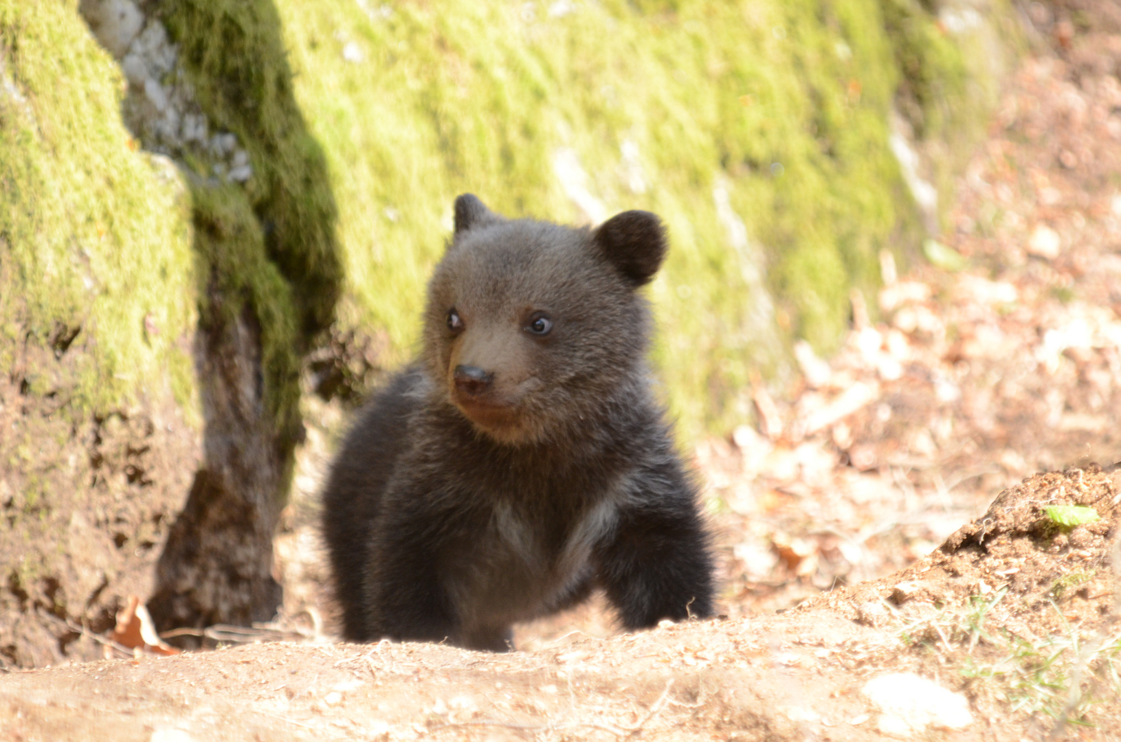 Bear Cub out on his own