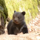Bear Cub out on his own
