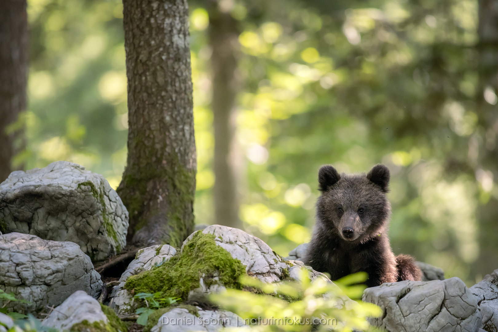 bear cub slovenia