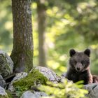 bear cub slovenia