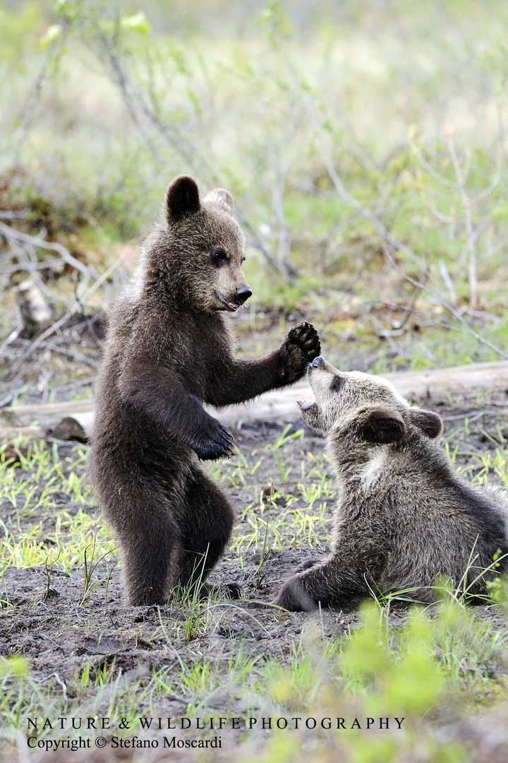 Bear cubs - Pirttivaara (Finland)