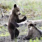 Bear cubs - Pirttivaara (Finland)