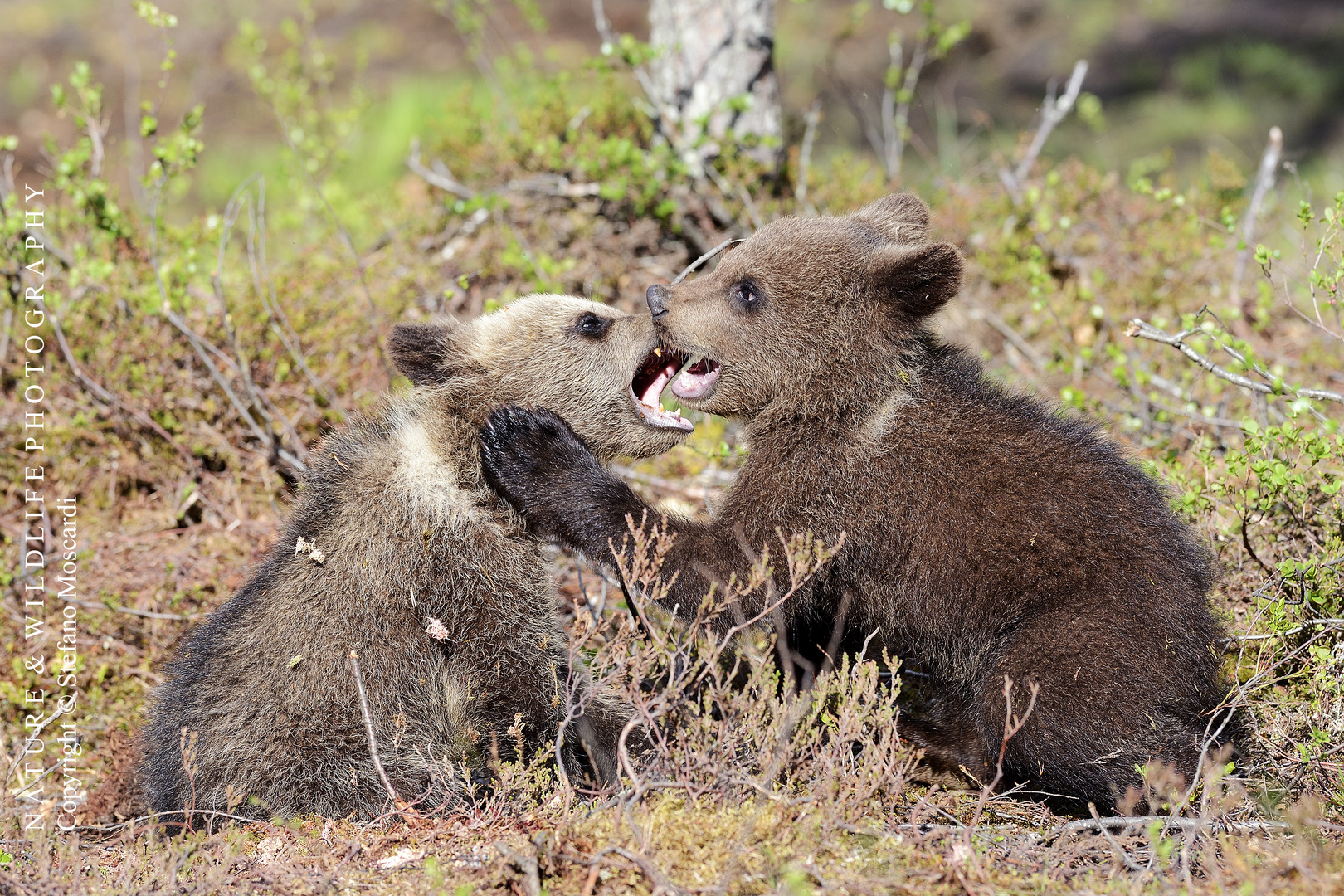 Bear cubs playing - Pirttivaara (Finland)