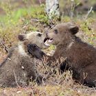 Bear cubs playing - Pirttivaara (Finland)