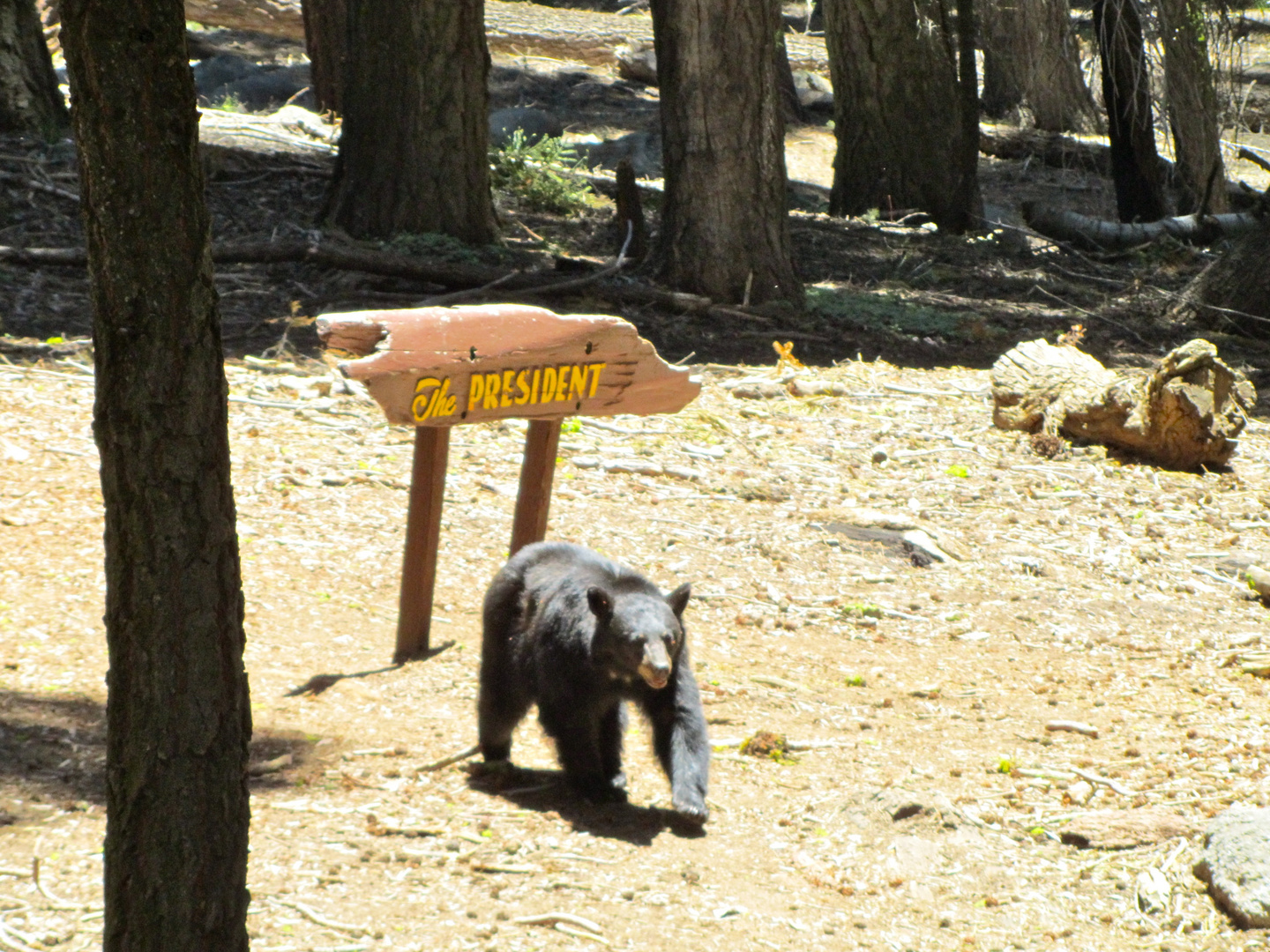 Bear Encounter in Sequoia National Park